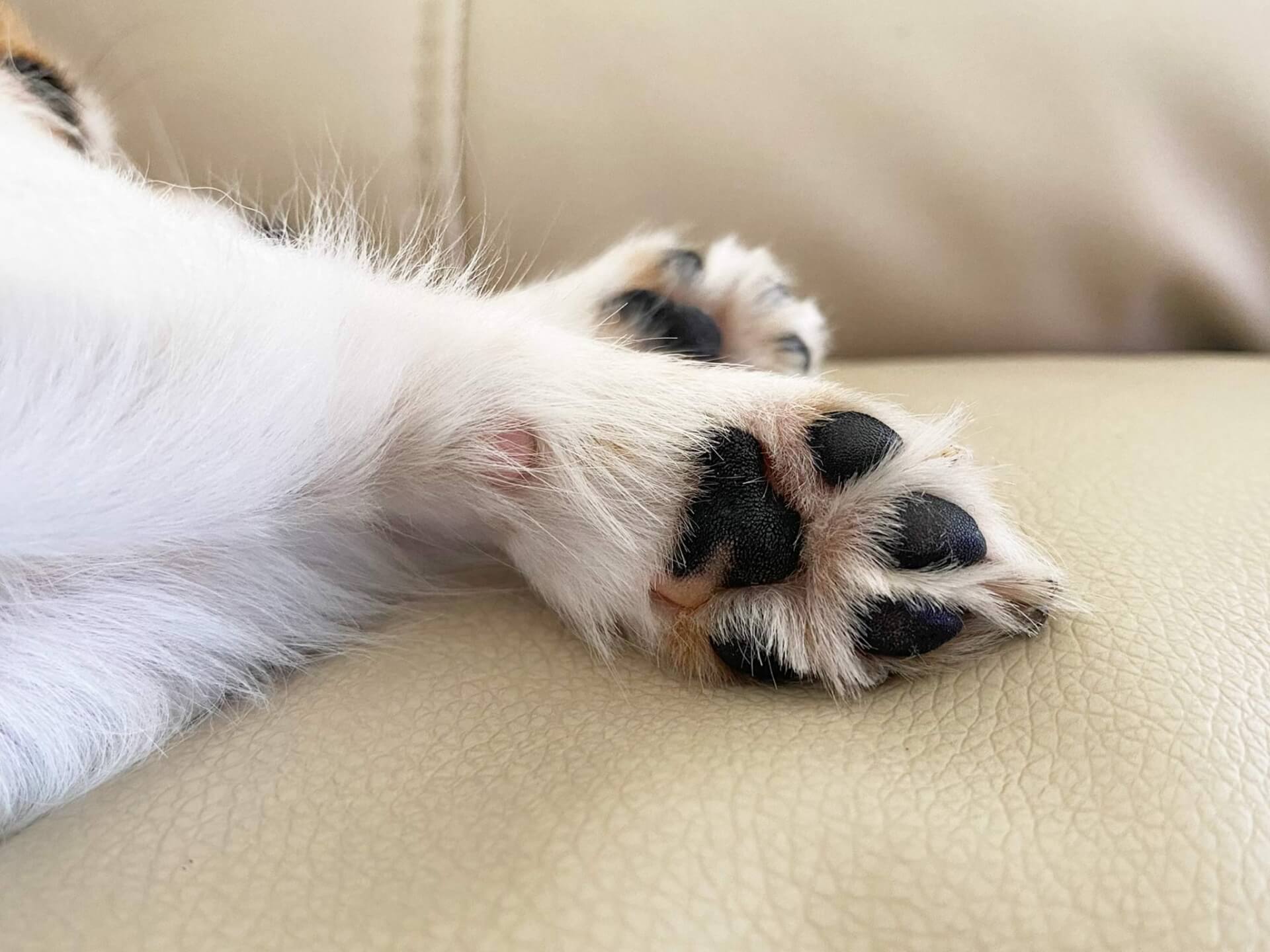 犬がフローリングで滑る主な原因