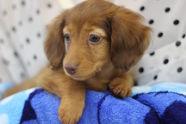 犬がフローリングで滑るのを防ぐ対策