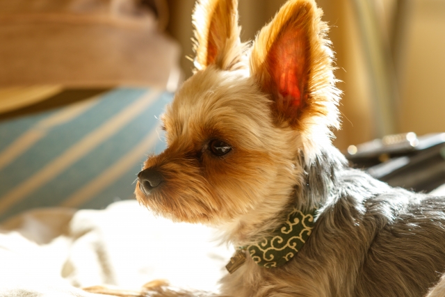 室内で起こりやすい犬のケガとリスク
