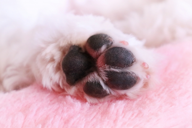 愛犬のケガ予防におすすめの対策