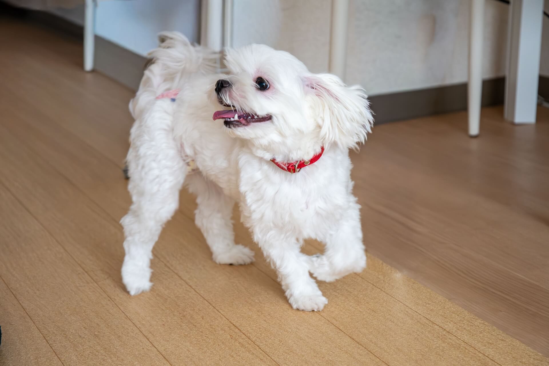 犬の足腰を守るフロアコーティングの効果