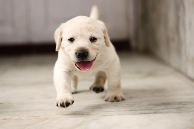 犬がいる家庭に傷防止コーティングを施すメリット