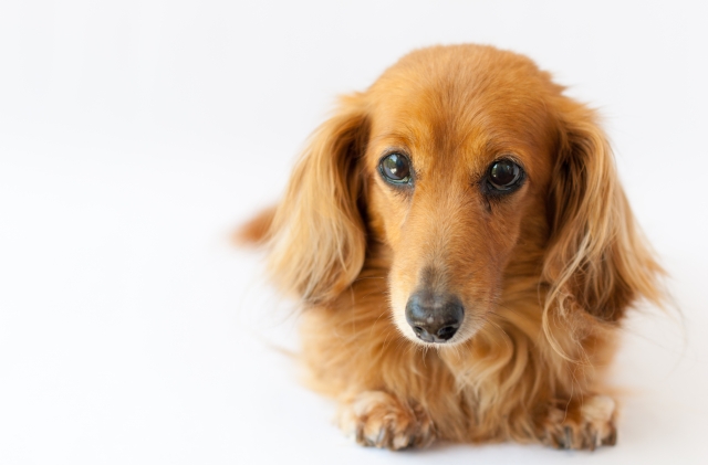 犬の爪による床の傷を防ぐコーティングの種類
